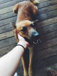 Cropped hand petting dog sitting on floorboard