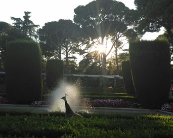 Silhouette of birds perching on grass by trees against clear sky