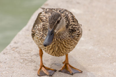 High angle view of a bird