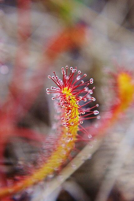 flower, close-up, fragility, focus on foreground, selective focus, flower head, beauty in nature, single flower, nature, growth, outdoors, freshness, petal, multi colored, no people, yellow, pollen, plant, day, blooming