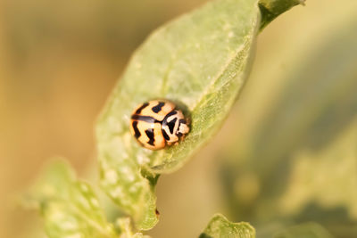 Close-up of insect on lady bug