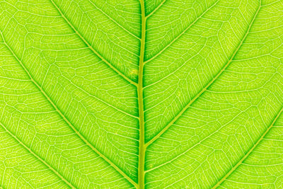 Full frame shot of leaf