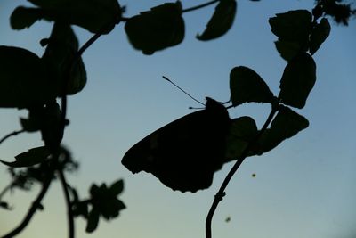 Low angle view of insect on leaf