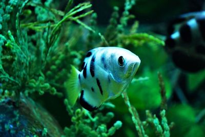 Fish swimming in zoo aquarium