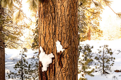 Close-up of snow on tree trunk during winter