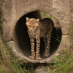 Cheetah cub standing in pipe