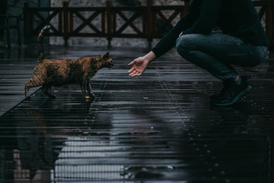 Low section of person with dog on water