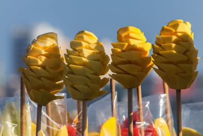 Close-up of multi colored candies