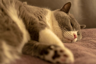 Close-up of cat sleeping