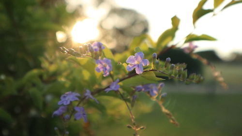 Close-up of purple flowering plant