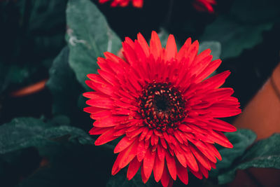 Close-up of red flower blooming outdoors