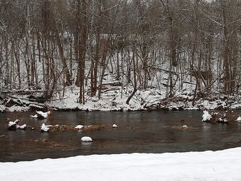 View of birds swimming in lake during winter