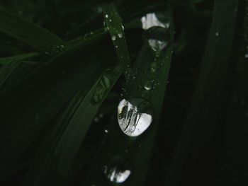 High angle view of water drop on leaf