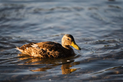 Close-up of duck swimming in lake