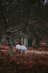 Horse grazing on field