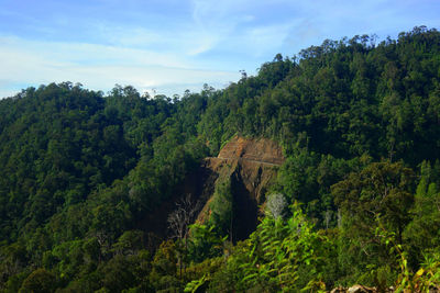 Scenic view of forest against sky