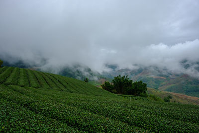 Scenic view of agricultural field against sky