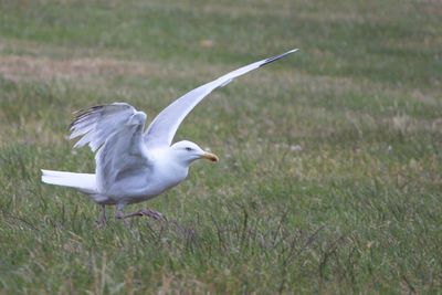 Seagull flying over a field