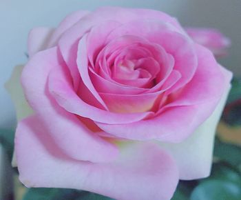 Close-up of pink rose