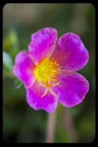 Close-up of pink flowers