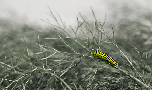 Close-up of caterpillar on grass at field