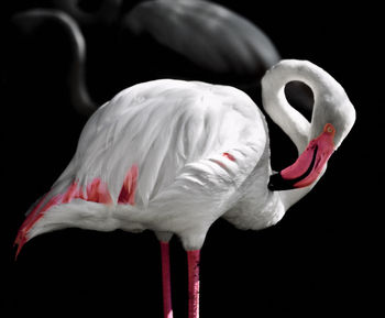 Close-up of bird against black background