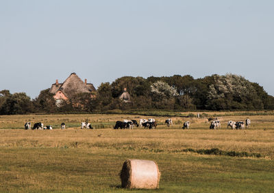 Horses in a field