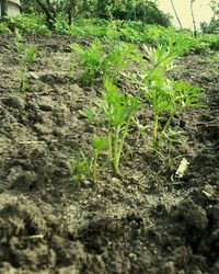 Close-up of fresh green plants on field