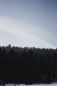 Scenic view of forest against sky during winter