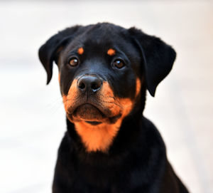 Close-up portrait of dog