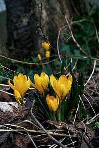 Close-up of yellow crocus blooming on field