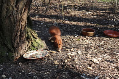 Close-up of crab on field