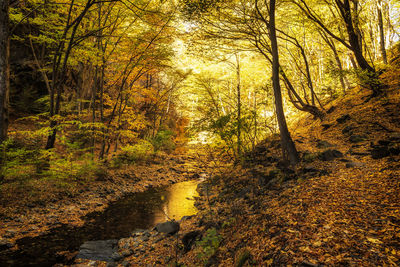 Trees in forest during autumn