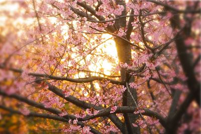 Low angle view of cherry tree against sky