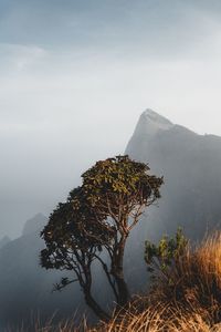 Tree on mountain against sky