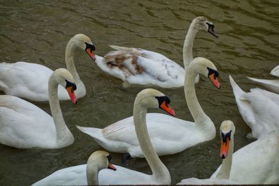 Swans and ducks in lake