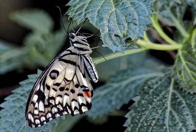 Close-up side view of a butterfly on leaf