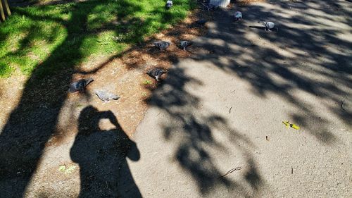 High angle view of two birds on sand