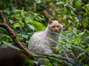 Close-up portrait of cat sitting on tree trunk