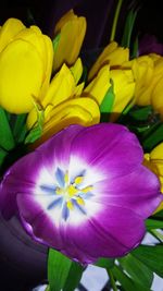 Close-up of yellow flowers blooming outdoors