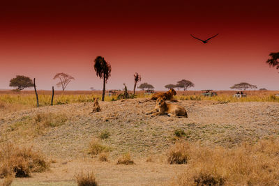 Scenic view of landscape against clear sky