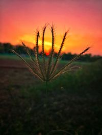 Close-up of stalks in field against orange sky