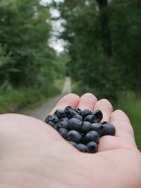 Cropped image of hand holding eggs against trees