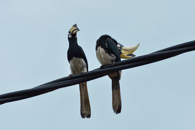 Low angle view of birds perching on branch against sky