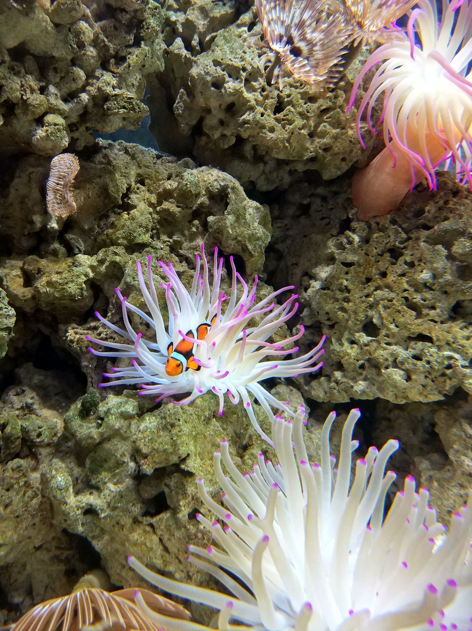 CLOSE UP OF CORAL UNDERWATER