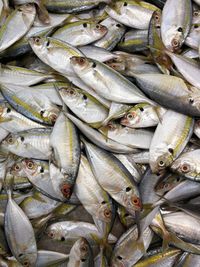 Full frame shot of fish for sale at market