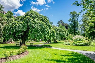 Trees in park against sky