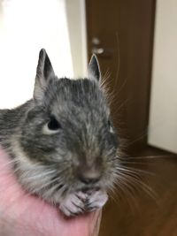 Close-up of hand holding cat