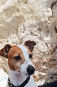 Close-up portrait of dog