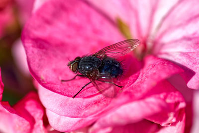 Close-up of insect on pink flower
